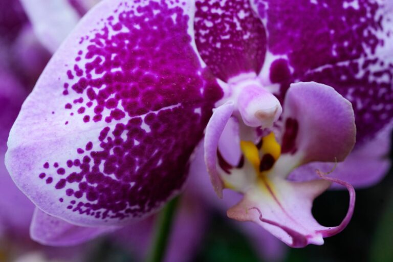 Annual orchids show brings vivid color to Chicago winter
