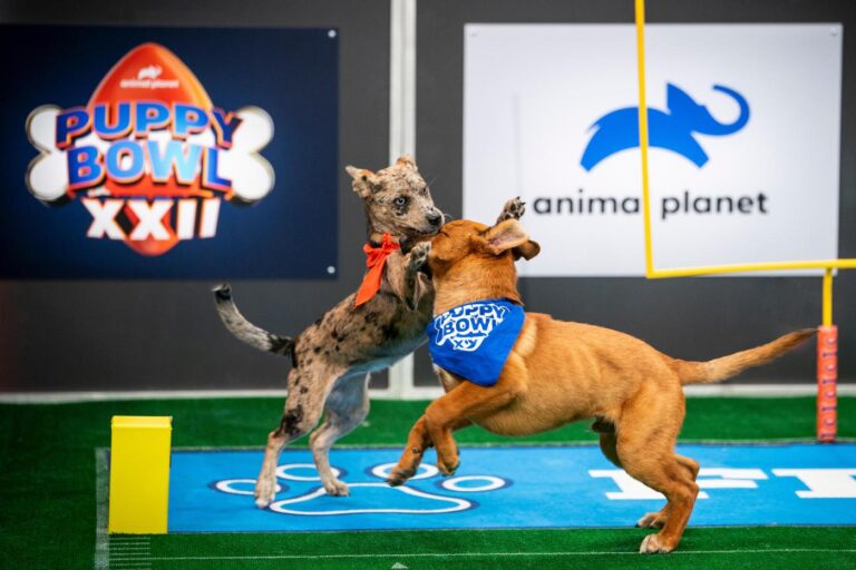 Not just pups this time: ‘Puppy Bowl’ embraces older dogs