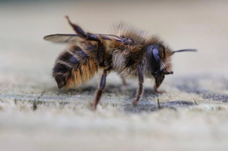 There’s a new threat to declining bee populations. CT experts warn of parasites and more.