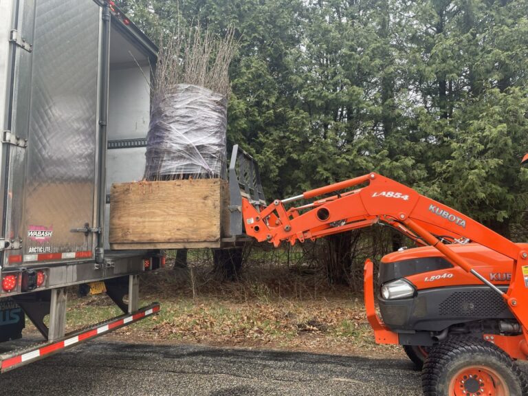 Buying a bare root tree in CT? Here’s how you should handle them