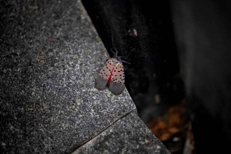 Why cities may be ‘evolutionary training grounds’ for Spotted Lanternflies