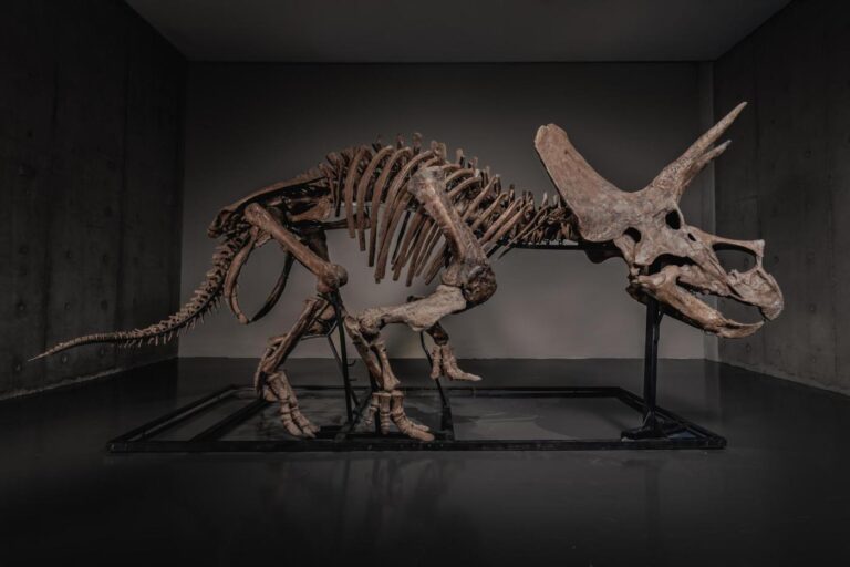 Triceratops skeleton ‘Trey’ to hit the auction block as dinosaur market soars