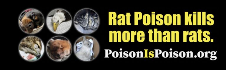 Oh, rats! Here is what those graphic new billboards on I-84 are all about