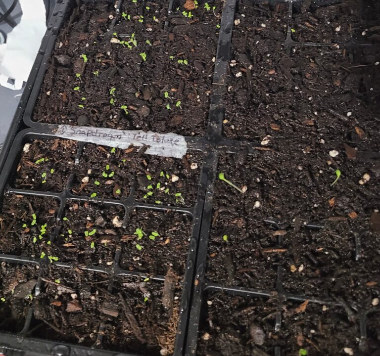 Want to start your CT garden from seeds? Here’s what you need to know. (It’s not hard)